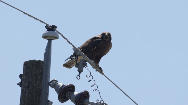 Swainson's Hawk - ML598987851