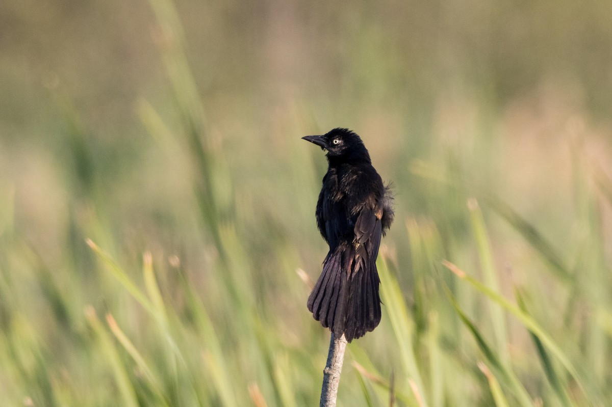Common Grackle - ML598988111