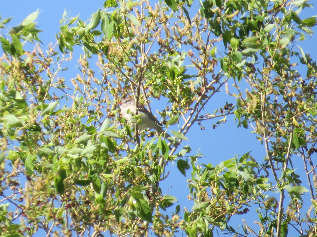 Field Sparrow - ML59898841
