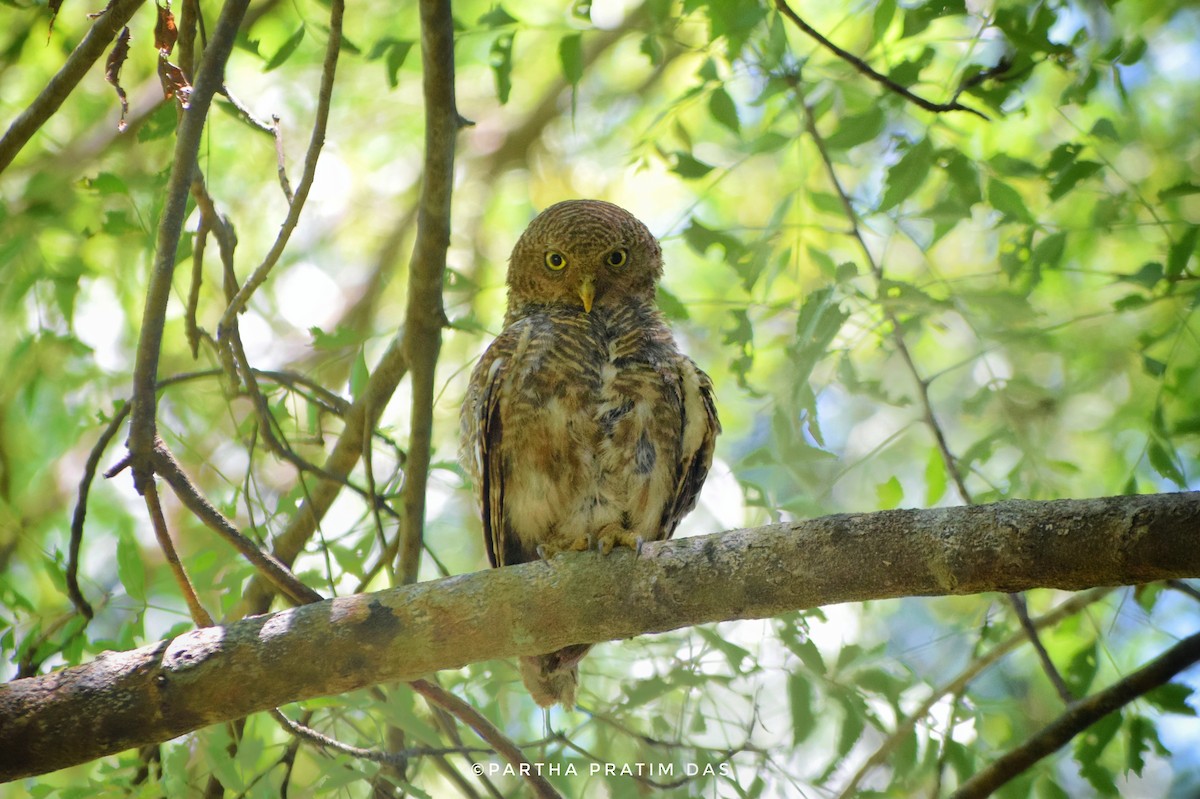 Asian Barred Owlet - ML598988571