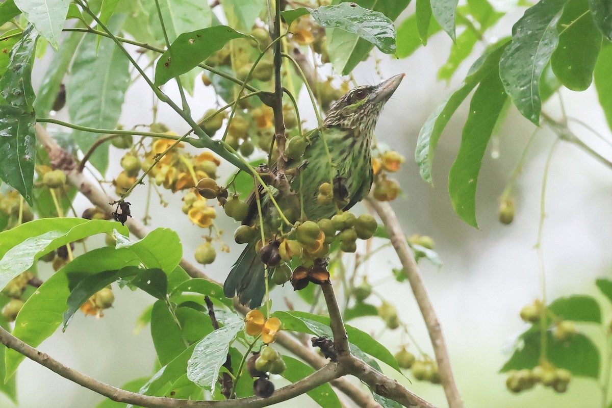 Green-eared Barbet - ML598988661