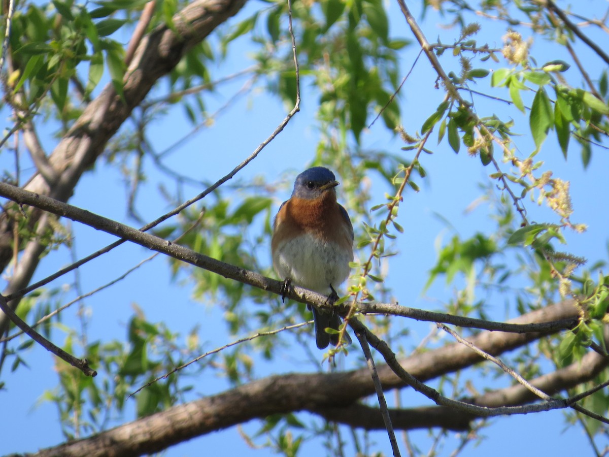 Eastern Bluebird - ML59898891