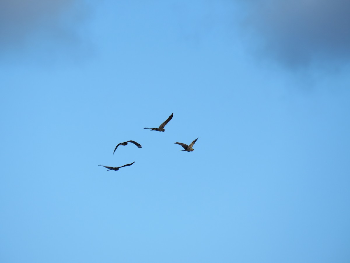 Yellow-tailed Black-Cockatoo - ML598989661