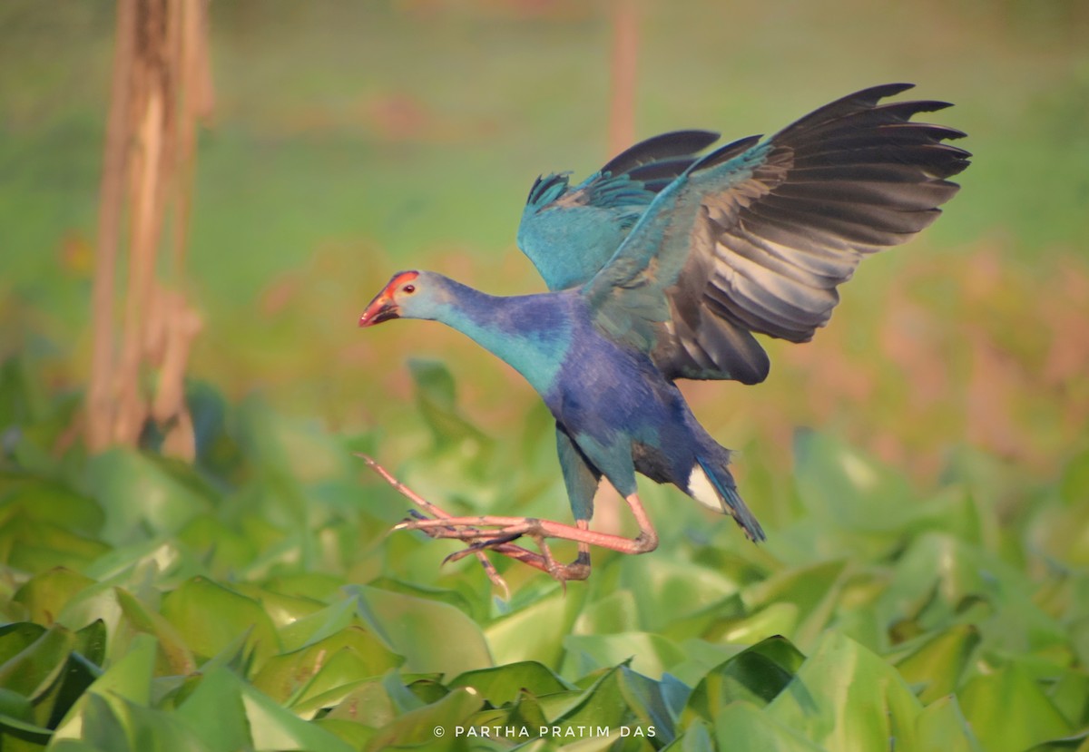 Gray-headed Swamphen - ML598989701