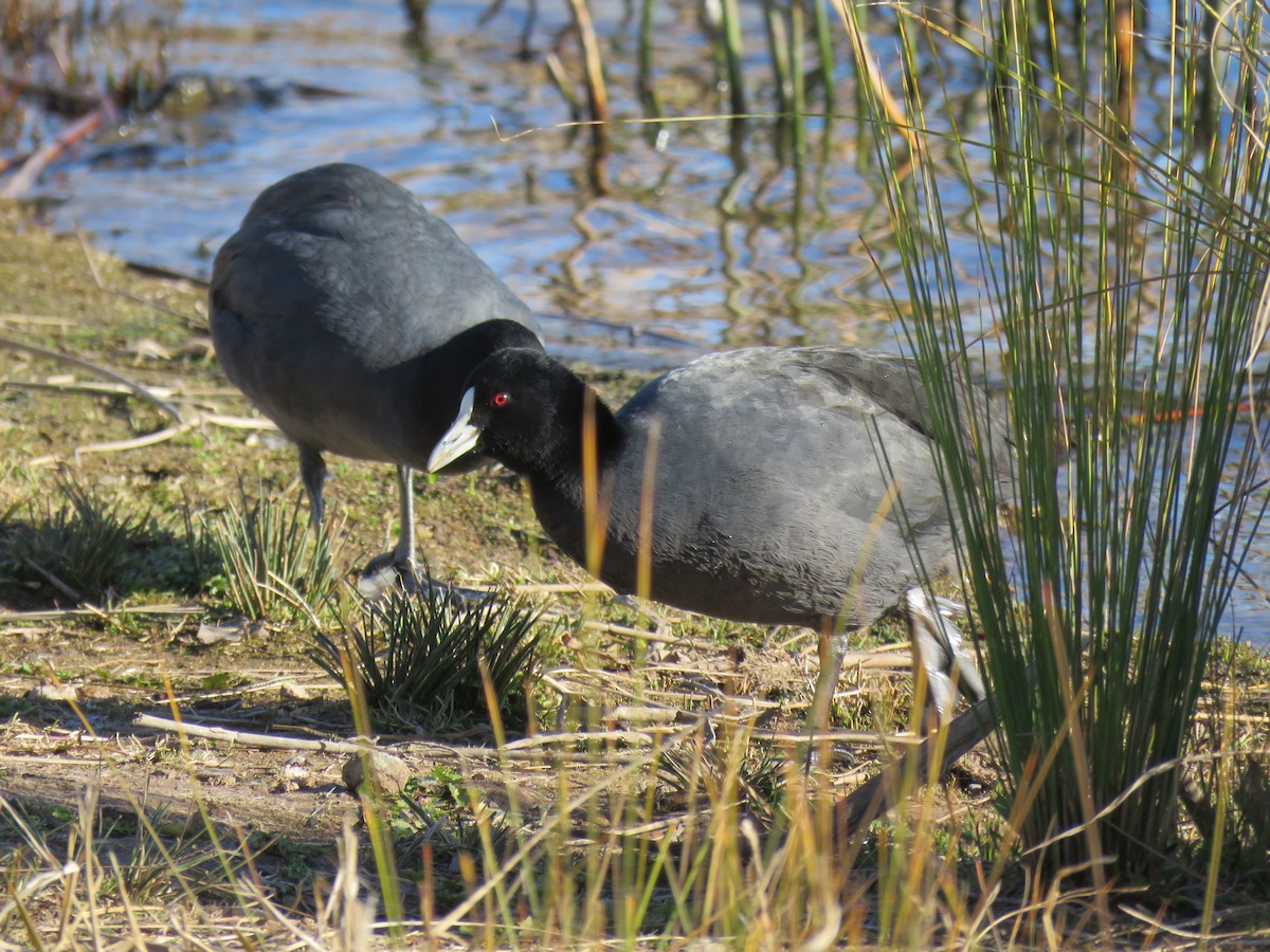 Eurasian Coot - ML598989811