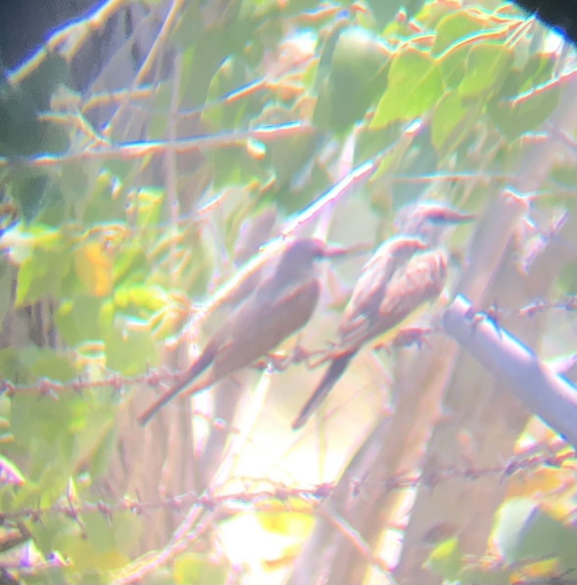 Western Kingbird - ML598990491