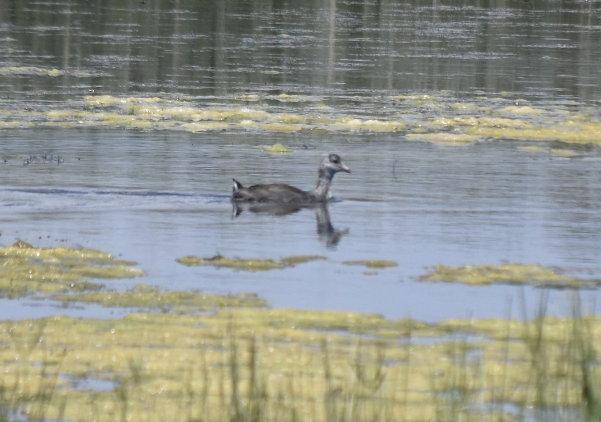 American Coot - Larry Langstaff