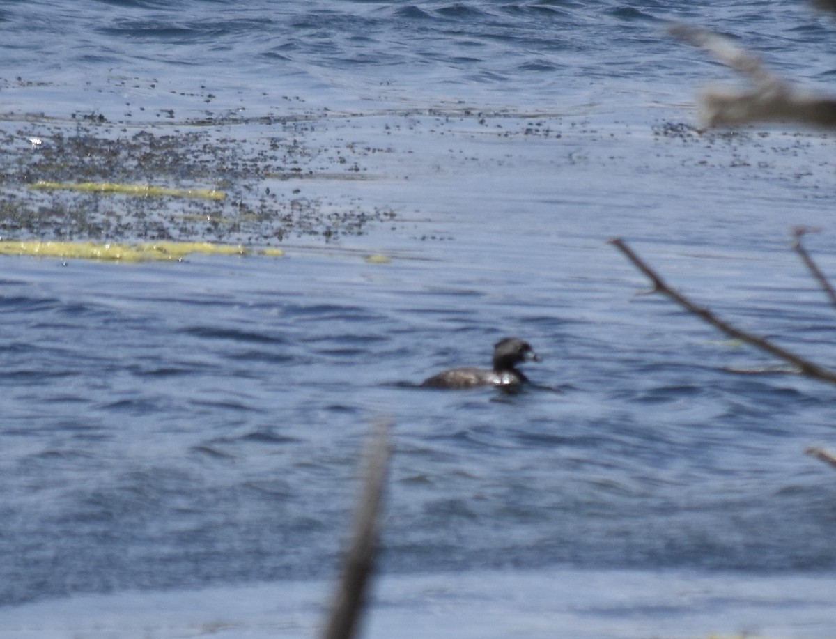 Pied-billed Grebe - Larry Langstaff