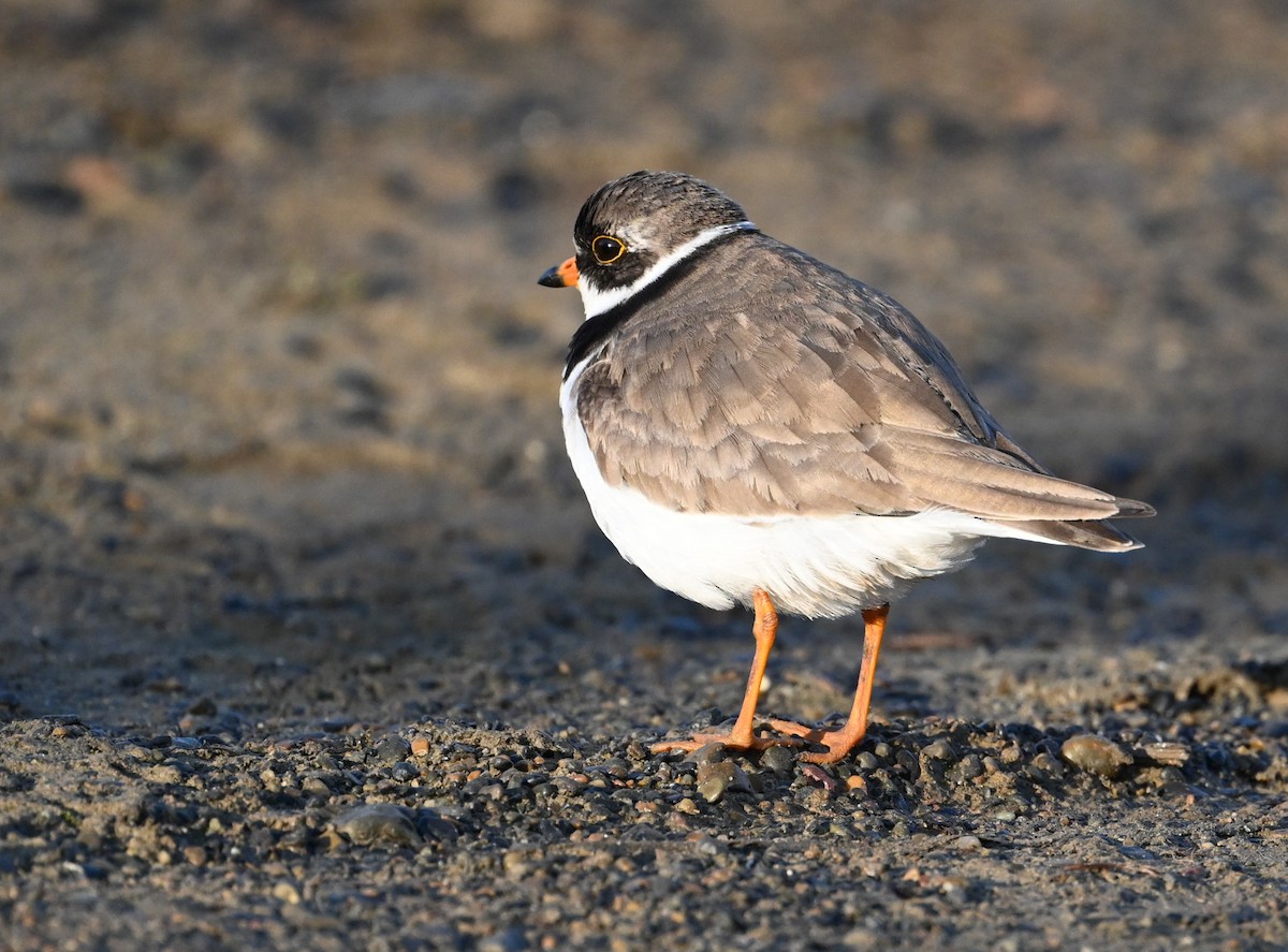 Semipalmated Plover - ML598990731