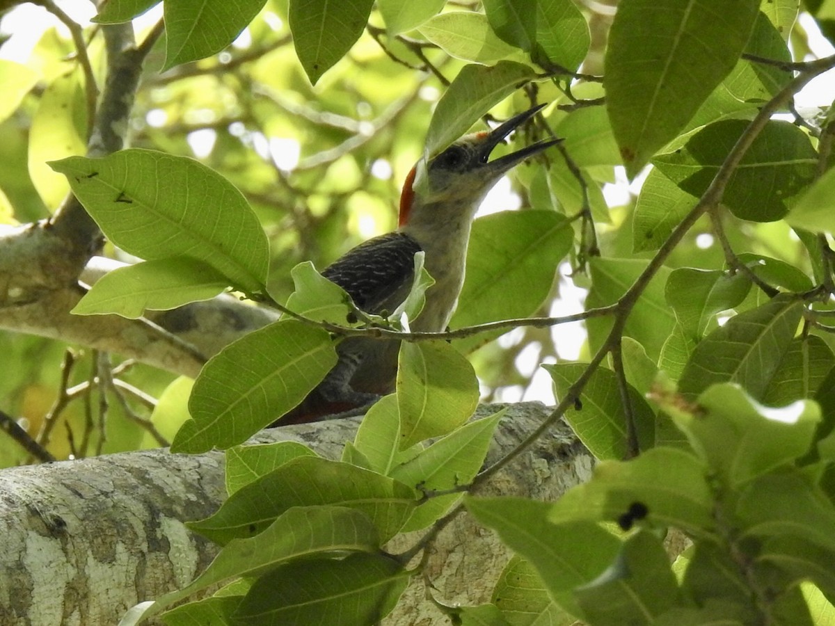 Golden-fronted Woodpecker - ML598990971