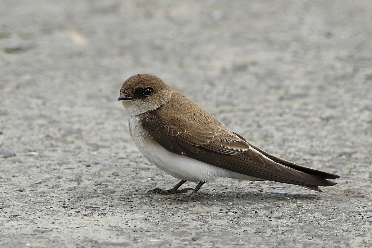 Gray-throated Martin - u7 Liao