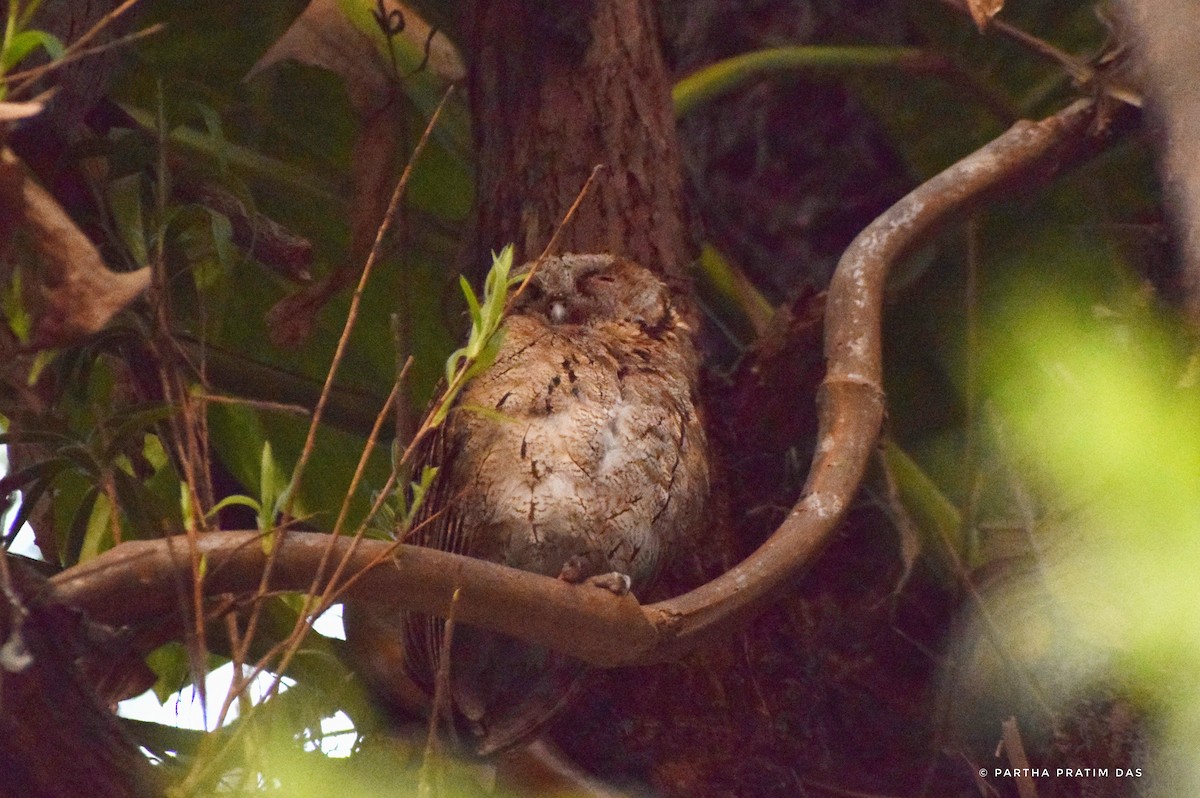 Collared Scops-Owl - Partha Pratim Das