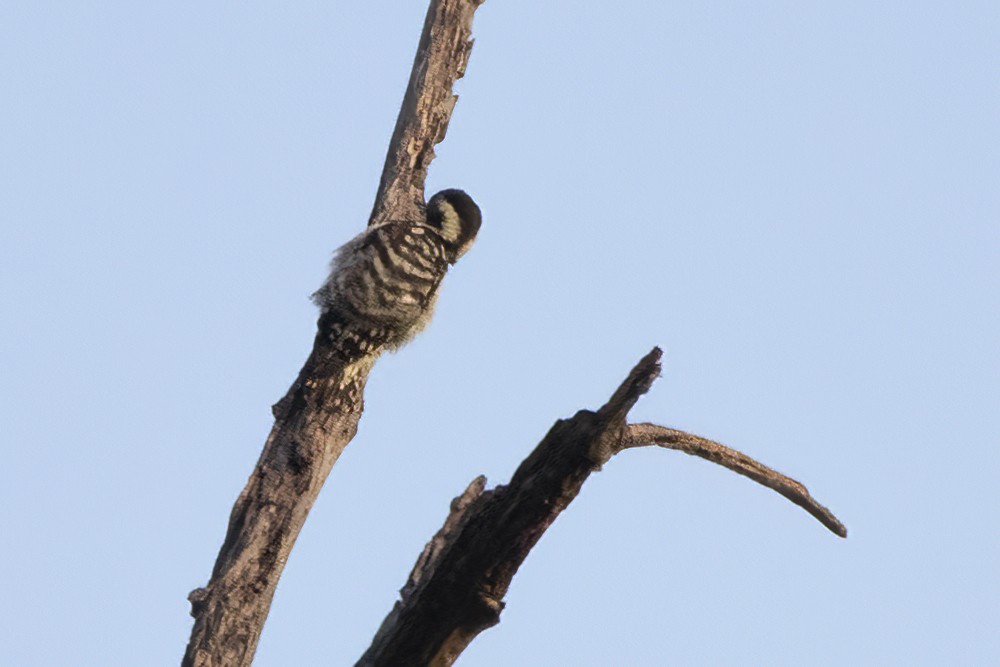 Brown-capped Pygmy Woodpecker - ML598992441
