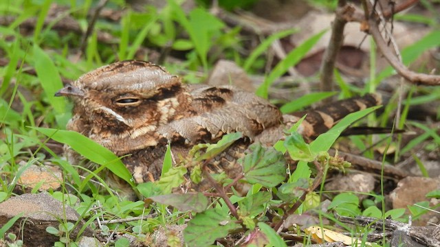 Indian Nightjar - ML598992501