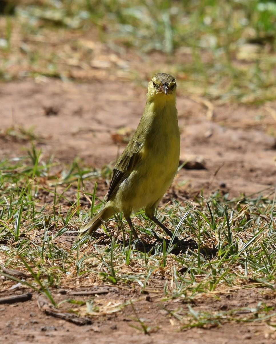 Northern Marquesan Reed Warbler - ML598993671