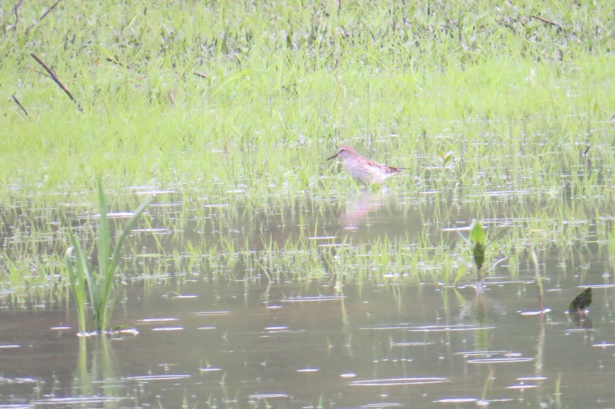 White-rumped Sandpiper - ML59899371