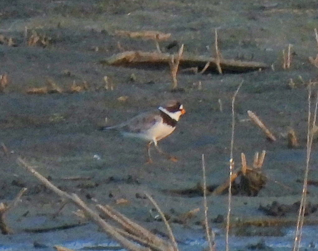 Semipalmated Plover - ML598993831