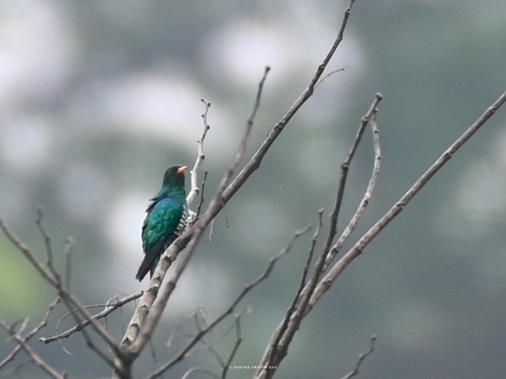 Asian Emerald Cuckoo - ML598994041