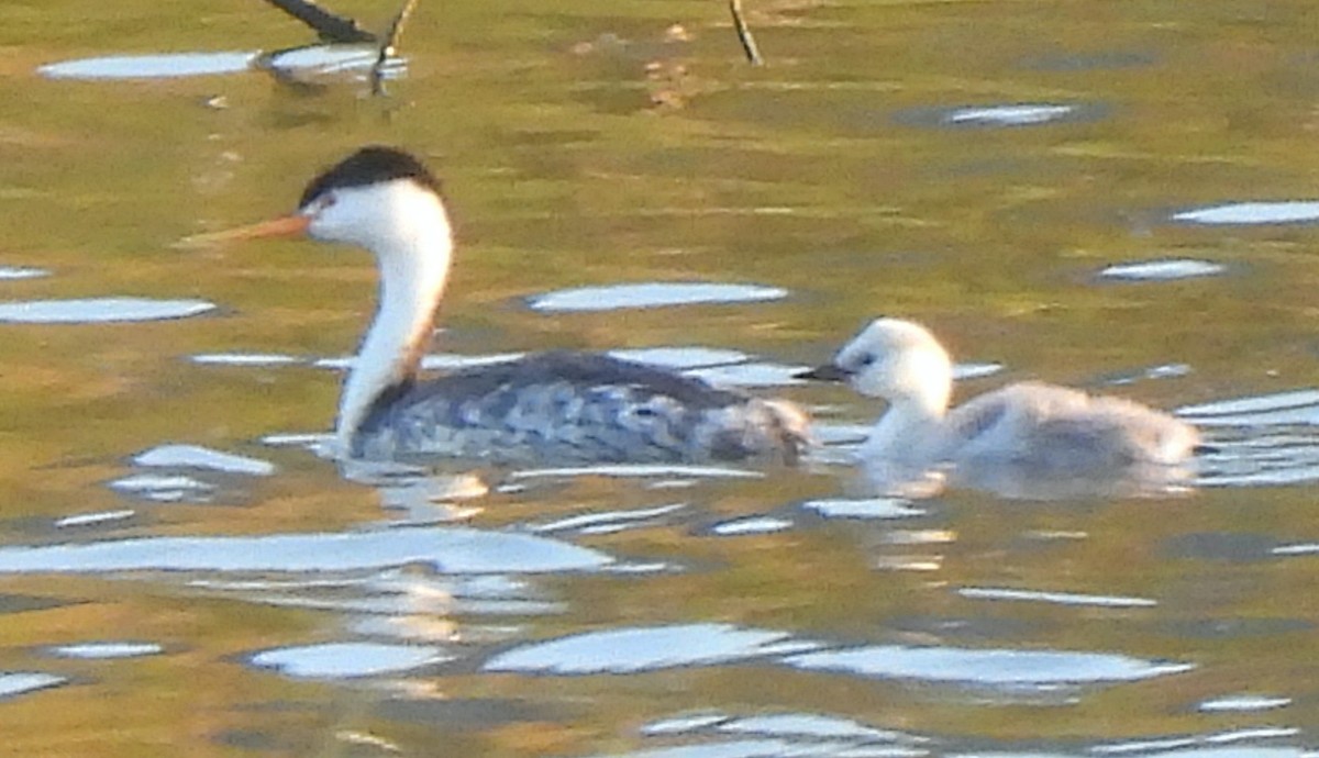 Clark's Grebe - ML598994161