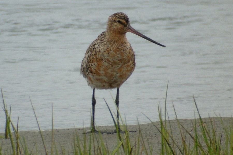 Bar-tailed Godwit (European) - Larry Neily