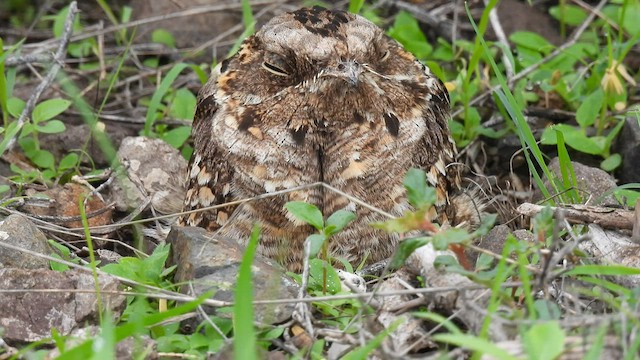 Indian Nightjar - ML598995721