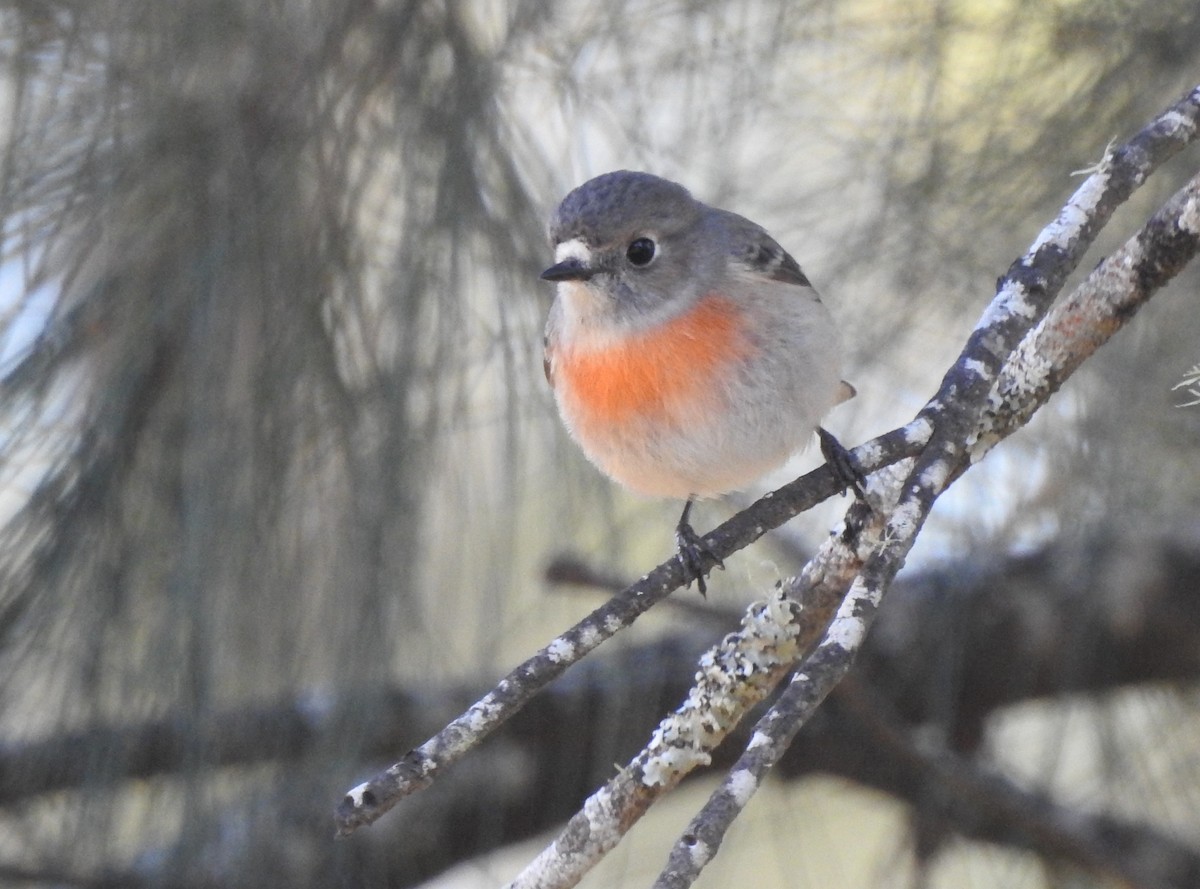 Scarlet Robin - Mark Ley