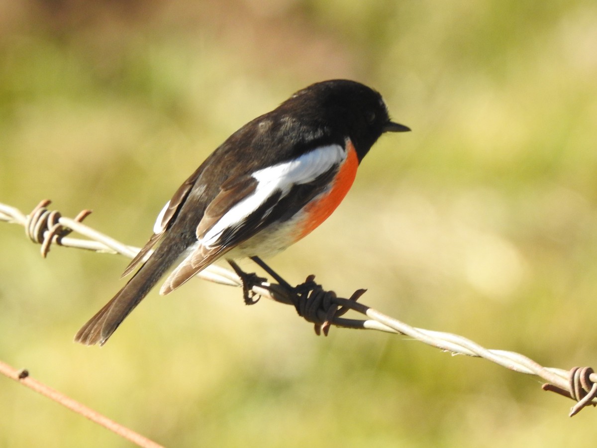 Scarlet Robin - Mark Ley