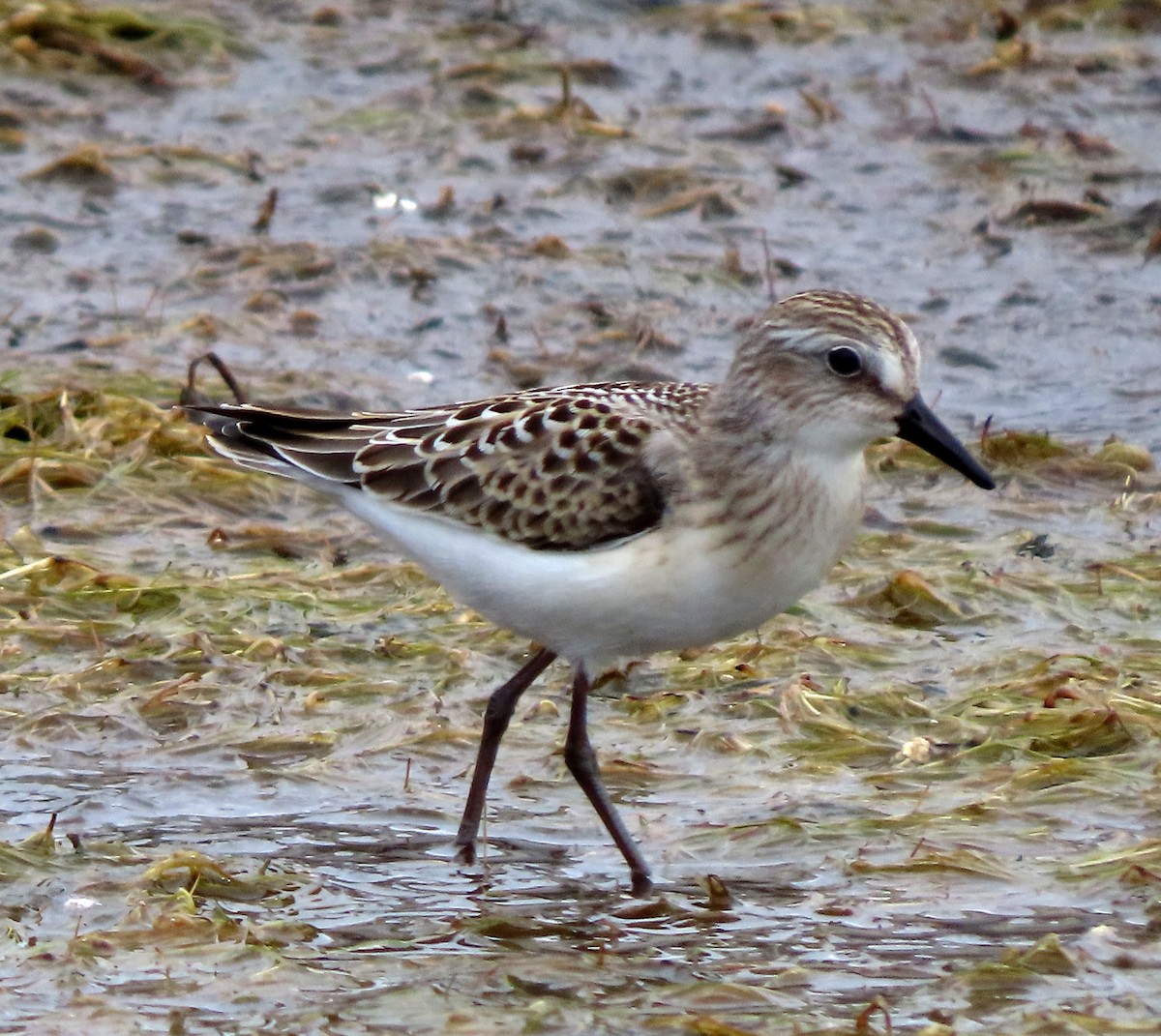 Semipalmated Sandpiper - ML598995831