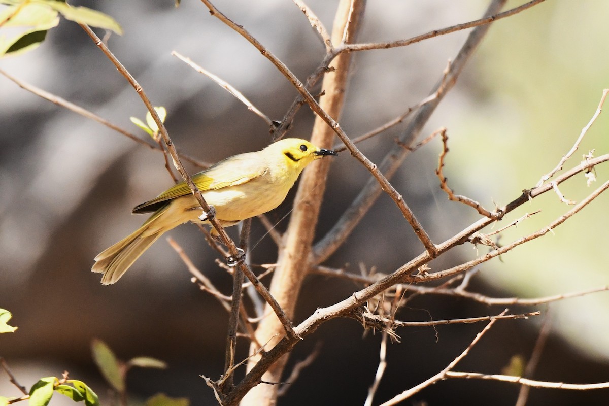 Yellow-tinted Honeyeater - Trevor Ross