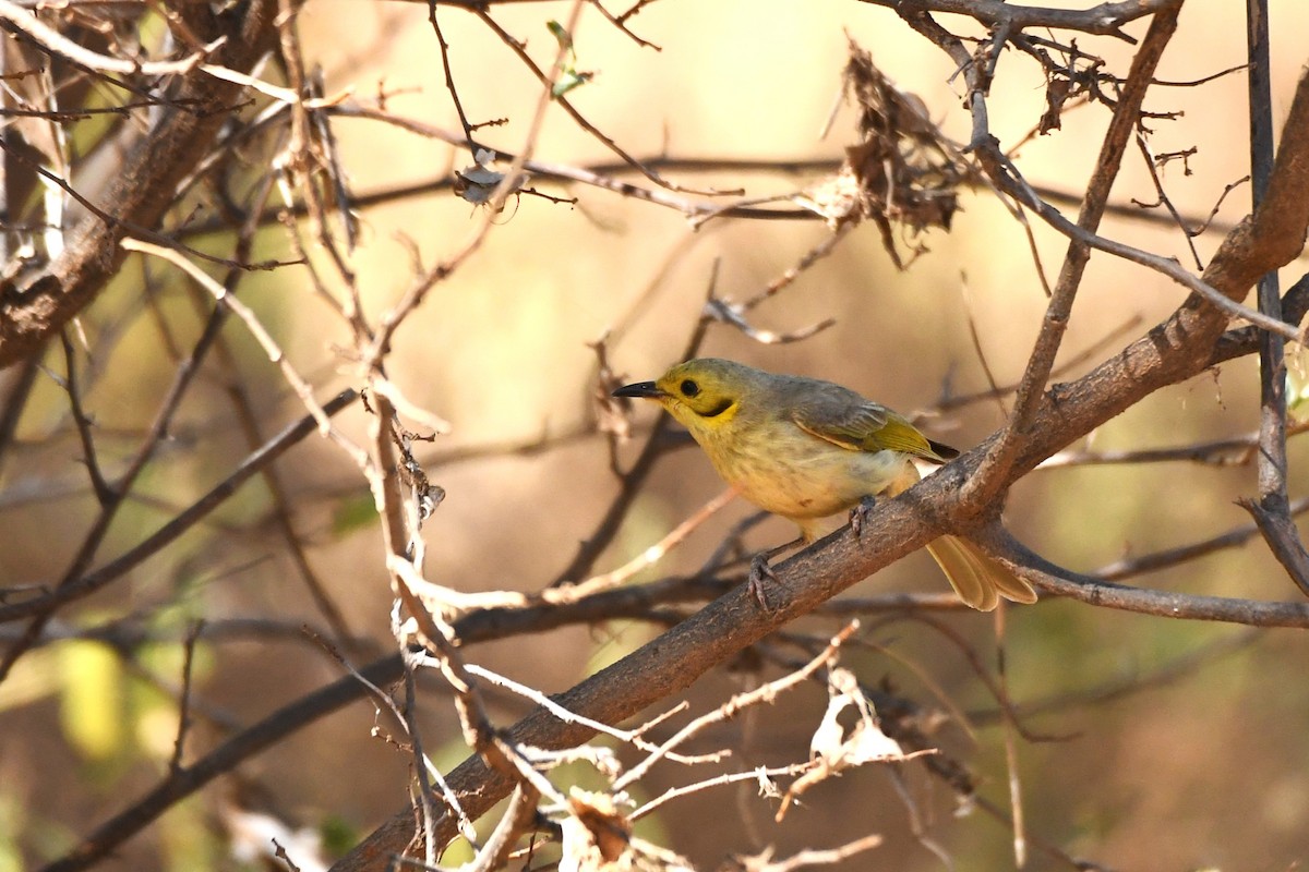 Yellow-tinted Honeyeater - ML598995931