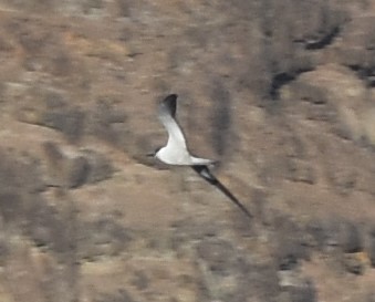 Sooty Tern - ML598995961