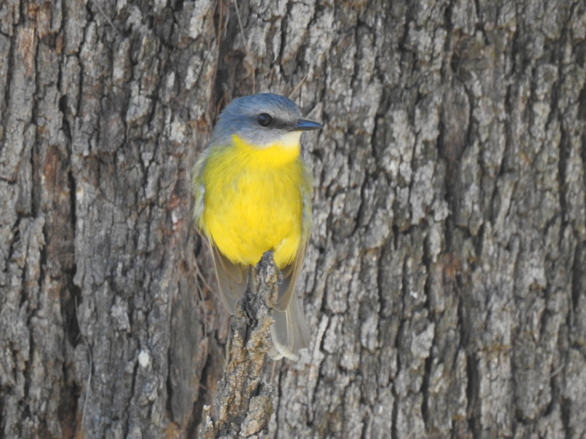 Eastern Yellow Robin - ML598996071