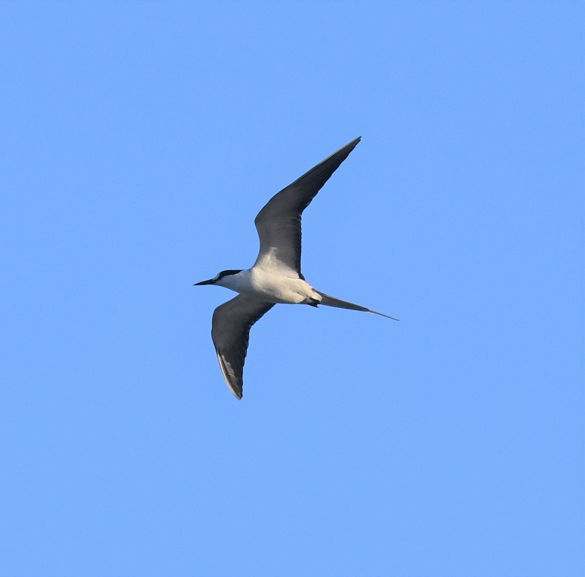 Sooty Tern - Ross Silcock