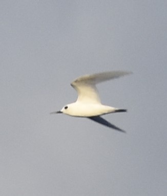 White Tern - Ross Silcock