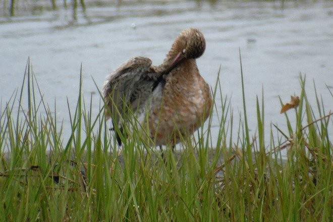 Bar-tailed Godwit (European) - Larry Neily