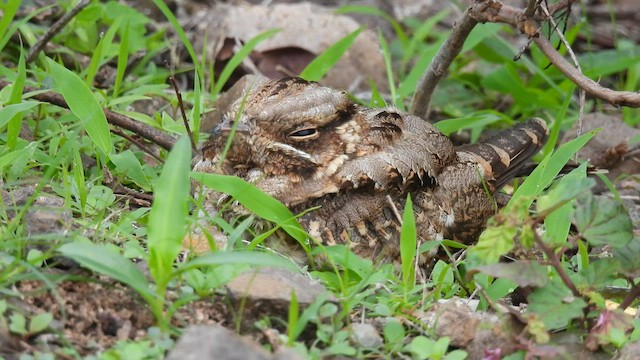 Indian Nightjar - ML598997401