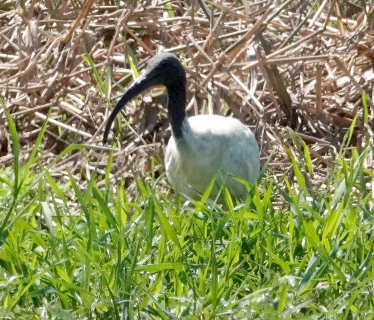 Ibis à cou noir - ML598997471