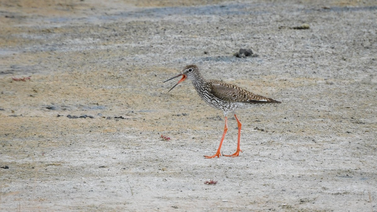 Common Redshank - Jeremie Berlioux