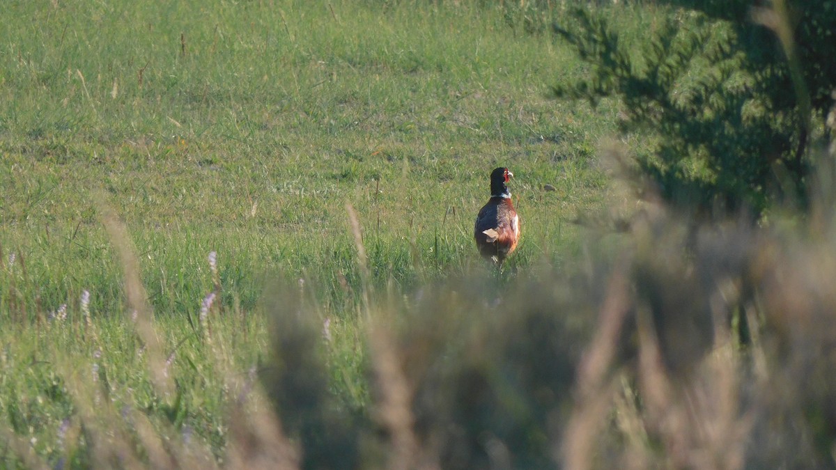 Ring-necked Pheasant - ML598998441