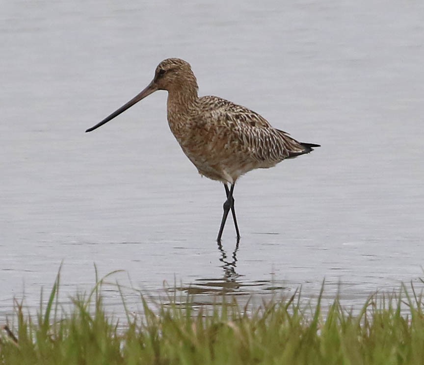 Bar-tailed Godwit (European) - ML59899871