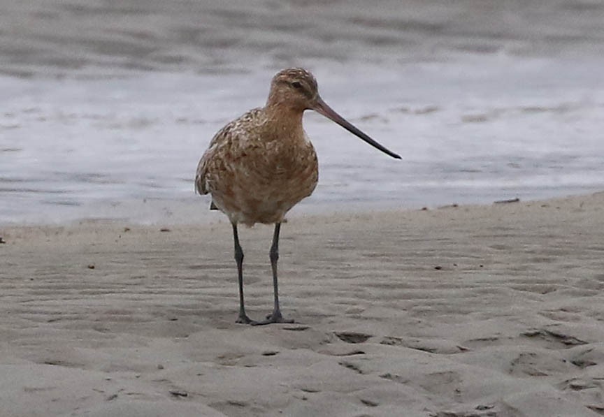 Bar-tailed Godwit (European) - Mark Dennis