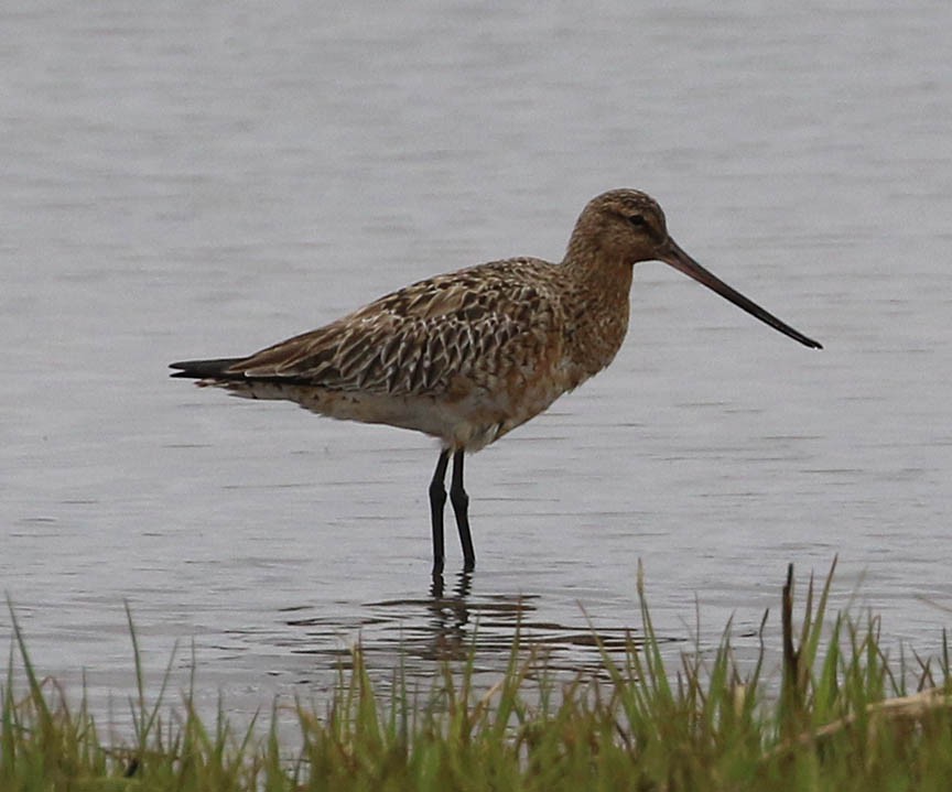 Bar-tailed Godwit (European) - ML59899891