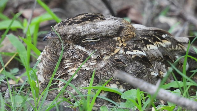 Indian Nightjar - ML598999051