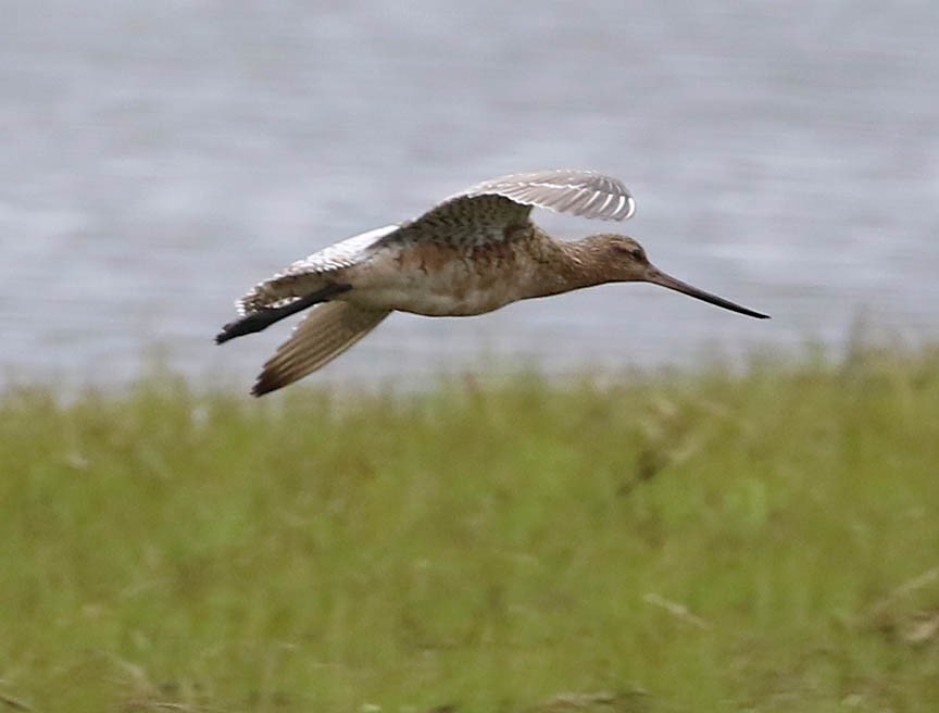 Bar-tailed Godwit (European) - Mark Dennis