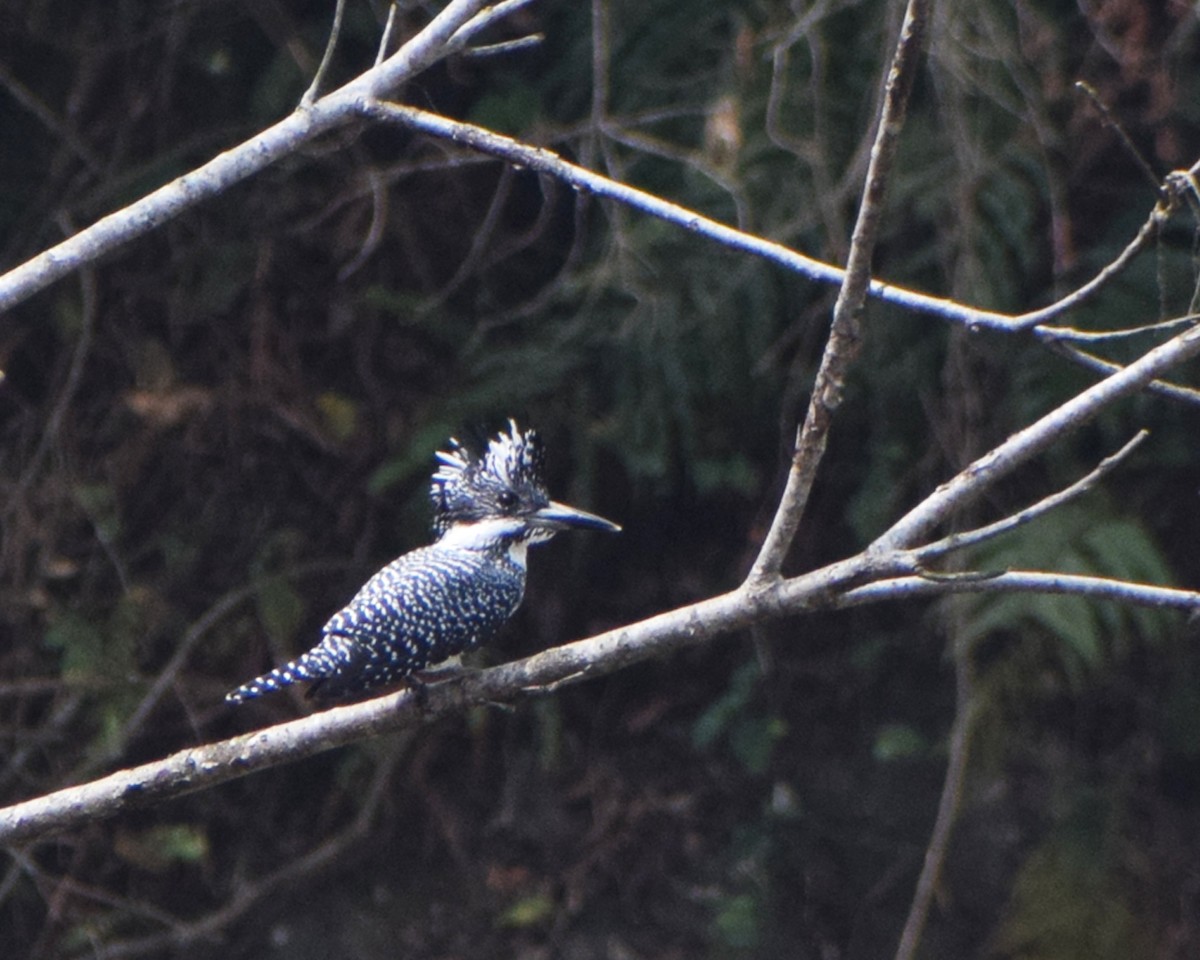 Crested Kingfisher - ML598999111