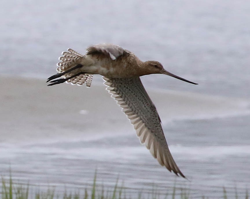 Bar-tailed Godwit (European) - ML59899931