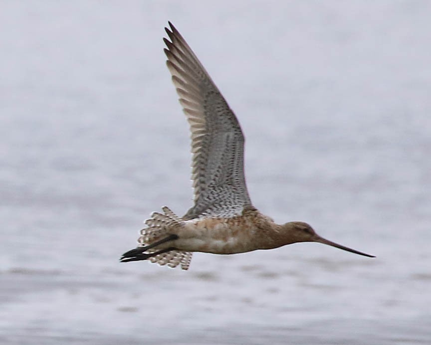 Bar-tailed Godwit (European) - ML59899941