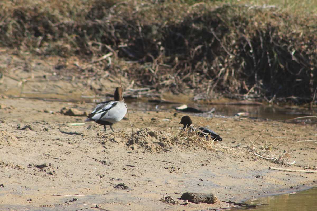 Maned Duck - ML598999561