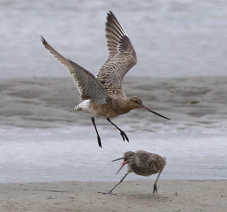 Bar-tailed Godwit (European) - Mark Dennis