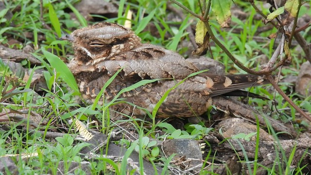 Indian Nightjar - ML598999871